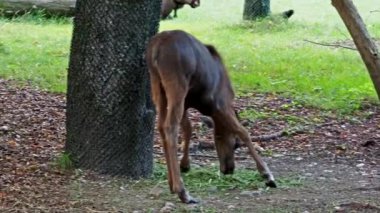 Geyik ya da geyik, Alces Alces geyik familyasındaki en büyük türdür. Geyikler, erkeklerin geniş, düz ya da palmat boynuzlarıyla ayırt edilir..