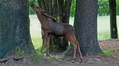 Geyik ya da geyik, Alces Alces geyik familyasındaki en büyük türdür. Geyikler, erkeklerin geniş, düz ya da palmat boynuzlarıyla ayırt edilir..