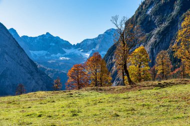 Ahornboden 'daki akçaağaç ağaçlarının sonbahar manzarası, Karwendel dağları, Tyrol, Avusturya