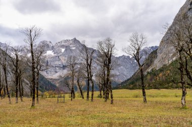 Ahornboden 'daki akçaağaç ağaçlarının sonbahar manzarası, Karwendel dağları, Tyrol, Avusturya