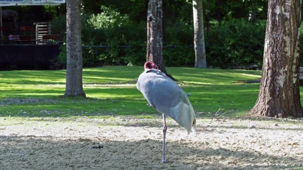 Sarus Crane Grus Antigone Large Non Migratory Crane Found Parts — Stock Video