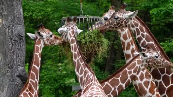 Giraffe Giraffa Camelopardalis African Even Toed Ungulate Mammal Tallest Living — Stock Video