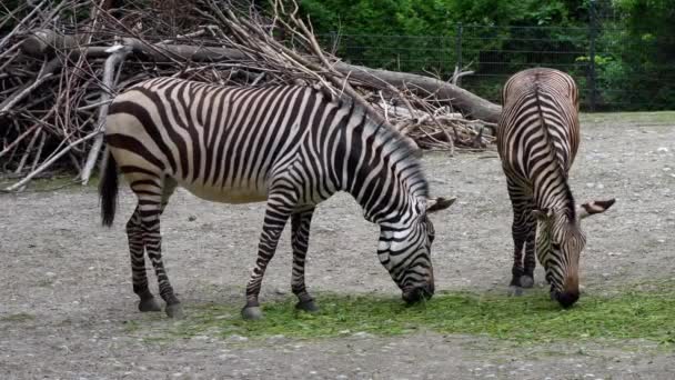 Hartmanns Bergzebra Equus Zebra Hartmannae Underart Till Den Bergzebra Som — Stockvideo