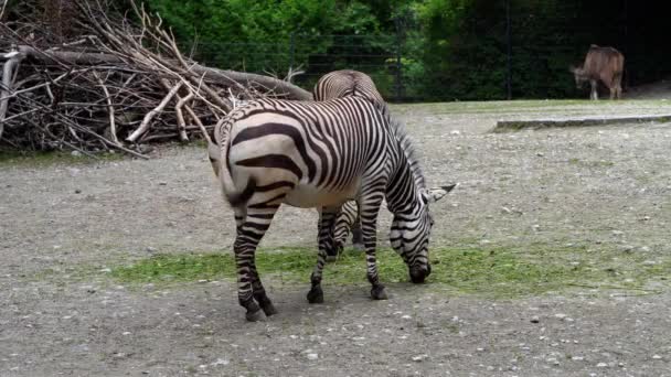 Hartmann Mountain Zebra Equus Zebra Hartmannae Subspecies Mountain Zebra Found — Stock Video