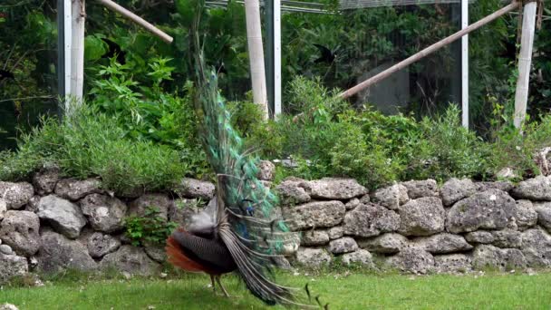 Indiai Peafowl Vagy Kék Peafowl Pavo Cristatus Egy Nagy Élénk — Stock videók