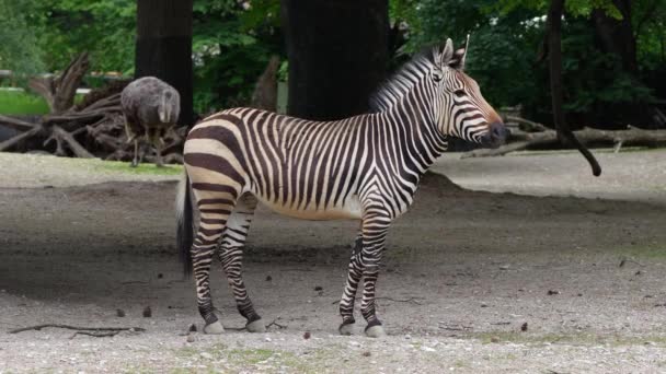 얼룩말 에쿠스 얼룩말 하르트만 Equus Zebra Hartmannae 앙골라 남서부와 비아에서 — 비디오