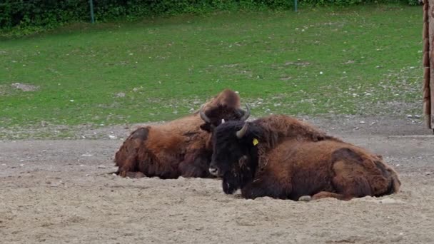 Bisonte Americano Simplemente Bisonte También Conocido Comúnmente Como Búfalo Americano — Vídeos de Stock