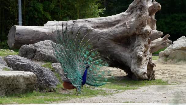 Indický Peafowl Nebo Modrý Peafowl Pavo Cristatus Velký Pestrobarevný Pták — Stock video