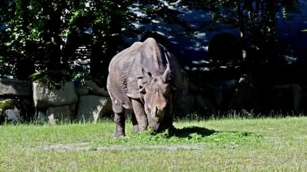 Rinoceronte Indio Rhinoceros Unicornis También Llama Rinoceronte Cuerno Mayor Rinoceronte — Vídeo de stock