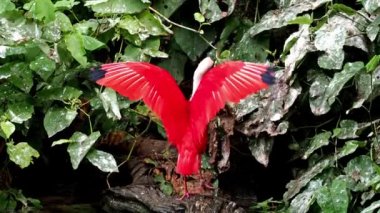 Kızıl aynak, Eudocimus ruber, Threskiornithidae familyasından bir kuş, kabuklu deniz ürünlerinin kırmızımsı renklerine hayran kalmıştır.