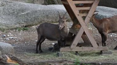 Erkek dağ keçisi ya da Alman parkındaki bir kayanın üzerindeki kapra dağ keçisi.