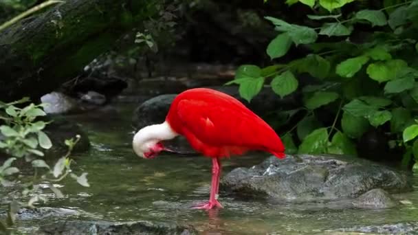 Scarlet Ibis Eudocimus Ruber Threskiornithidae Családba Tartozó Madár Amelyet Tollak — Stock videók