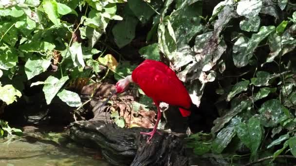 Scarlet Ibis Eudocimus Ruber Threskiornithidae Családba Tartozó Madár Amelyet Tollak — Stock videók