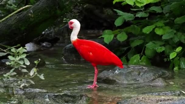 Scharlachroter Ibis Eudocimus Ruber Vogel Aus Der Familie Der Threskiornithidae — Stockvideo