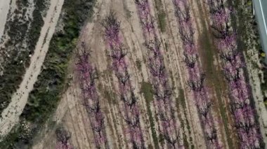 Jumilla 'da şeftali çiçeği. Murcia bölgesindeki Jumilla 'da çiçek açan şeftali ağaçlarının videosu. Şeftali, erik ve nektarin ağaçları. İspanya