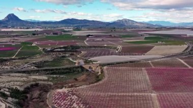 Cieza yakınlarındaki Ascoy 'da şeftali çiçeği. Murcia bölgesindeki Cieza 'da çiçek açan şeftali ağaçlarının videosu. Şeftali, erik ve nektarin ağaçları. İspanya