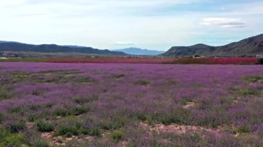 Jumilla 'da şeftali çiçeği. Murcia bölgesindeki Jumilla 'da çiçek açan şeftali ağaçlarının videosu. Şeftali, erik ve nektarin ağaçları. İspanya