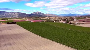 Cieza 'da şeftali çiçeği, Mirador El Horno. Murcia bölgesindeki Cieza 'da çiçek açan şeftali ağaçlarının videosu. Şeftali, erik ve nektarin ağaçları. İspanya