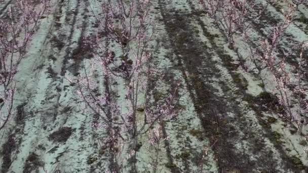 Flor Pêssego Cieza Torre Videografia Florescimento Pessegueiros Cieza Região Múrcia — Vídeo de Stock