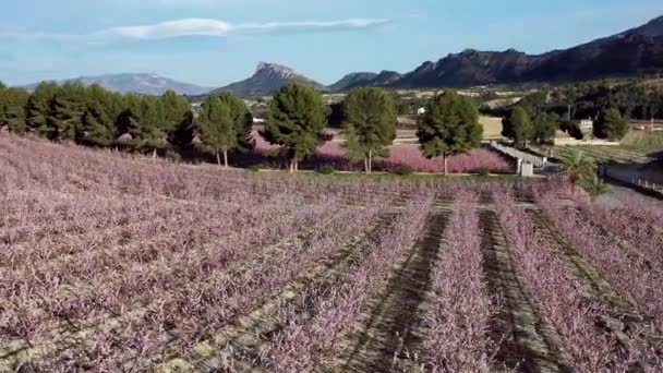 Flor Pêssego Cieza Torre Videografia Florescimento Pessegueiros Cieza Região Múrcia — Vídeo de Stock