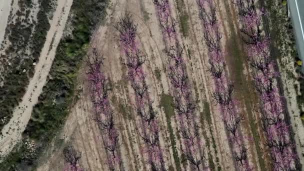 Peach Blossom Jumilla Videography Blossoming Peach Trees Jumilla Murcia Region — Stock Video