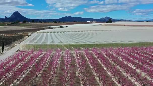 Persikoblomma Cieza Mirador Horno Videografi Ett Blomstrande Persikoträd Cieza Murcia — Stockvideo