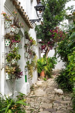 Castellar de la Frontera, beyaz cephelerde çiçekler olan tipik bir cadde. Endülüs, İspanya
