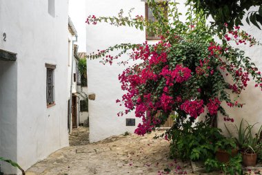 Castellar de la Frontera, beyaz cephelerde çiçekler olan tipik bir cadde. Endülüs, İspanya