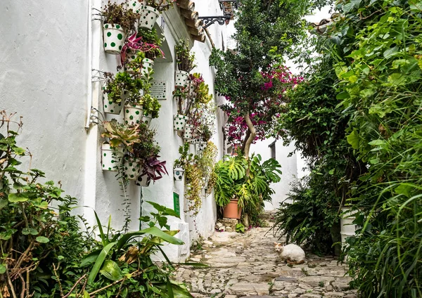 Castellar de la Frontera, beyaz cephelerde çiçekler olan tipik bir cadde. Endülüs, İspanya