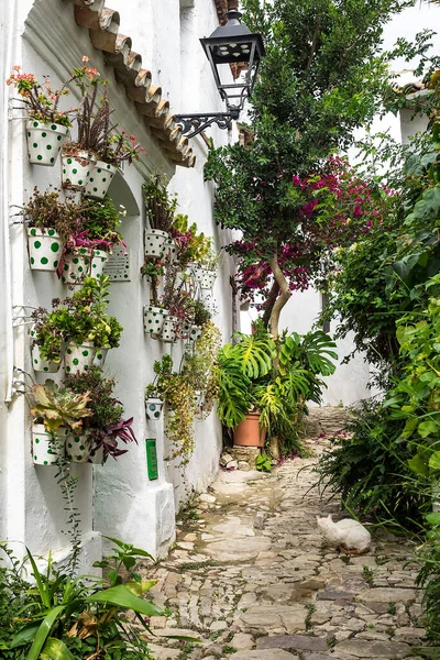 Castellar de la Frontera, beyaz cephelerde çiçekler olan tipik bir cadde. Endülüs, İspanya