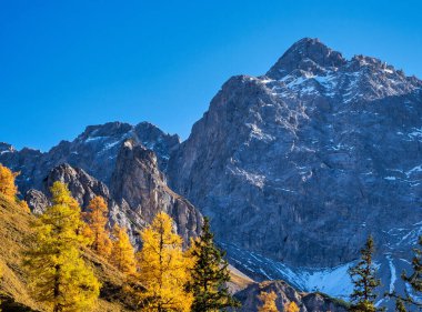 Ahornboden 'daki akçaağaç ağaçlarının sonbahar manzarası, Karwendel dağları, Tyrol, Avusturya