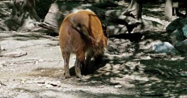 Kızıl nehir domuzu, Potamochoerus porcus, ayrıca çalı domuzu olarak da bilinir. Bu domuzun yer altında yiyecek bulmak için keskin bir koku alma duyusu var..