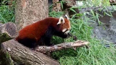 Kırmızı panda, Ailurus fulgens, daha küçük panda ve kırmızı kedi ayı olarak da bilinir..