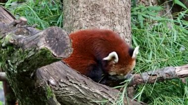 Kırmızı panda, Ailurus fulgens, daha küçük panda ve kırmızı kedi ayı olarak da bilinir..