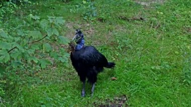 Abyssinian kuzeyi Hornbill, Bucorvus Abyssinicus, Afrika 'da yaşayan ve ekvatorun kuzeyinde bulunan bir kuş türüdür..