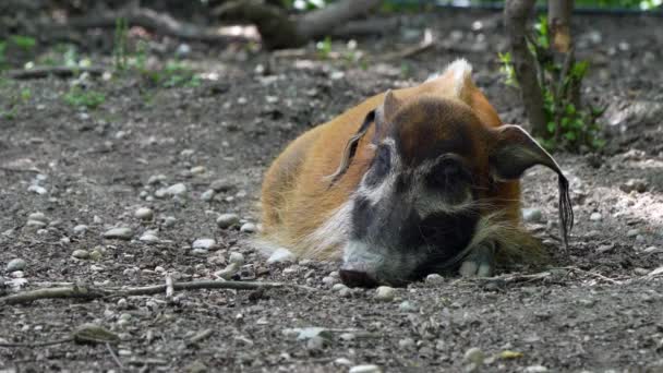 Porc Râu Roșu Potamochoerus Porcus Cunoscut Sub Numele Porc Tufiș — Videoclip de stoc