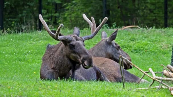 Łoś Lub Łoś Alces Alces Jest Największym Zachowanym Gatunkiem Rodzinie — Wideo stockowe