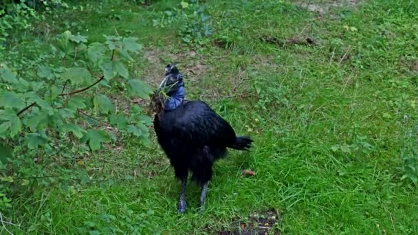 Abyssinian Northern Ground Hornbill Bucorvus Abyssinicus Northern Ground Hornbill Είναι — Αρχείο Βίντεο