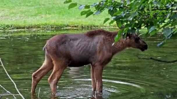 Orignal Wapiti Alces Alces Est Grande Espèce Existante Dans Famille — Video