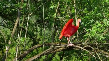Kızıl aynak, Eudocimus ruber, Threskiornithidae familyasından bir kuş, kabuklu deniz ürünlerinin kırmızımsı renklerine hayran kalmıştır.