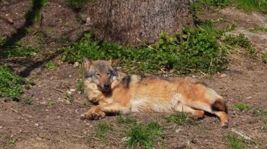 Kurt, gri kurt ya da kereste kurdu olarak da bilinen, Avrasya ve Kuzey Amerika 'nın vahşi ve uzak bölgelerinde yaşayan bir köpek türüdür..