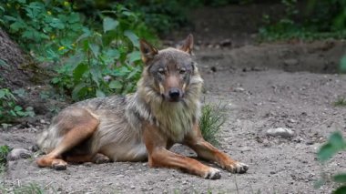 Kurt, gri kurt ya da kereste kurdu olarak da bilinen, Avrasya ve Kuzey Amerika 'nın vahşi ve uzak bölgelerinde yaşayan bir köpek türüdür..