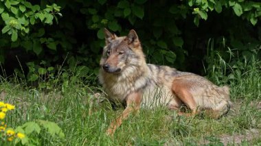 Kurt, gri kurt ya da kereste kurdu olarak da bilinen, Avrasya ve Kuzey Amerika 'nın vahşi ve uzak bölgelerinde yaşayan bir köpek türüdür..