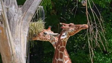 Zürafa, Zürafa camelopardalis, Afrika 'nın tek ayak parmaklı tek parmaklı, yaşayan en uzun boylu, en uzun boylu kara hayvanıdır..