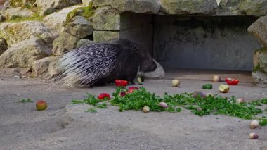 Hint armalı kirpi (