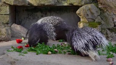 Hint armalı kirpi (