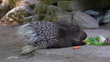 Hint armalı kirpi (