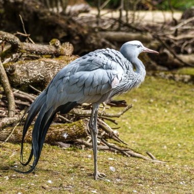 Grus paradisea, Güney Afrika 'ya özgü nesli tükenmekte olan bir kuş türü. Güney Afrika 'nın ulusal kuşudur.