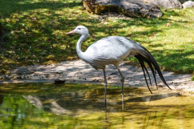 Grus paradisea, Güney Afrika 'ya özgü nesli tükenmekte olan bir kuş türü. Güney Afrika 'nın ulusal kuşudur.