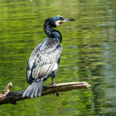 Kuzey yarımküre boyunca büyük siyah karabatak olarak bilinen büyük karabatak, Avustralya 'daki siyah karabatak ve Yeni Zelanda' nın daha güneyindeki siyah karabatak